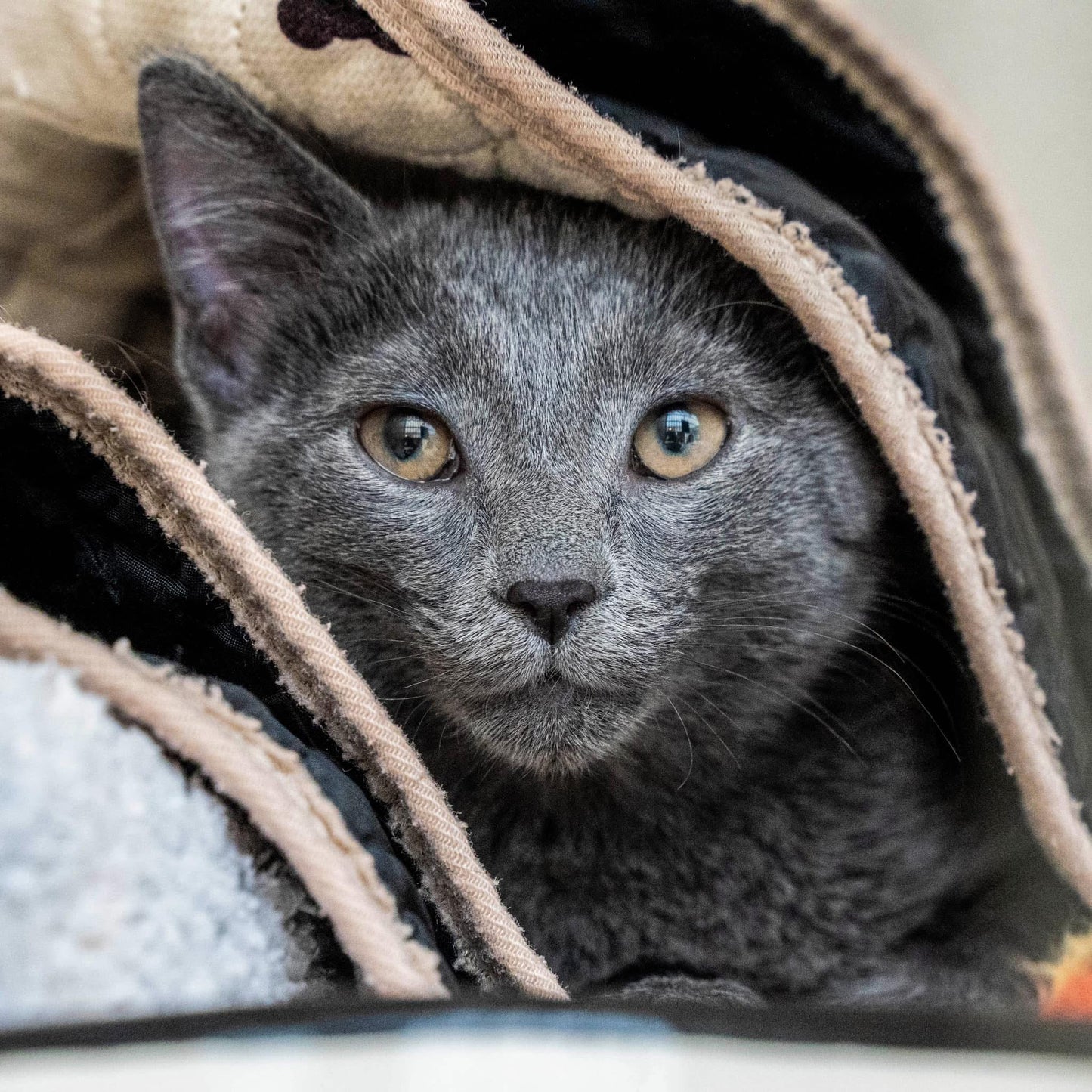 Feed a Stray Cat